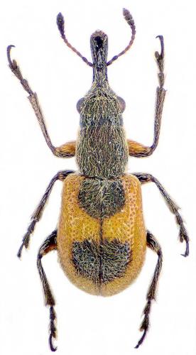 Réf. 214 627 : Aletinus maculipennis